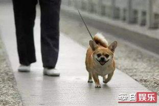 娱乐吃瓜养狗视频大全